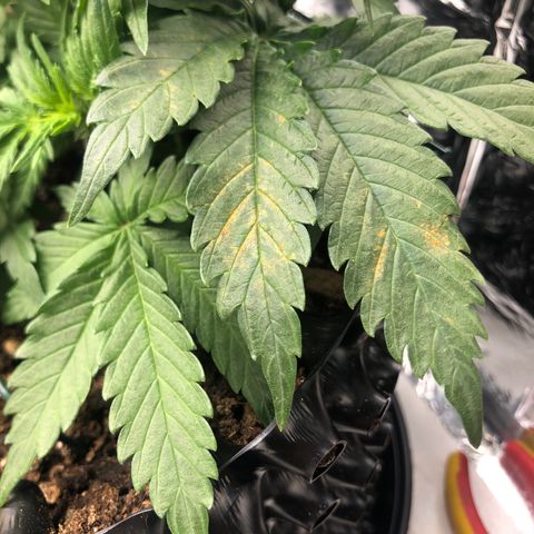 Däumeline growlog timeline photo