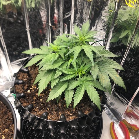 Däumeline growlog timeline photo