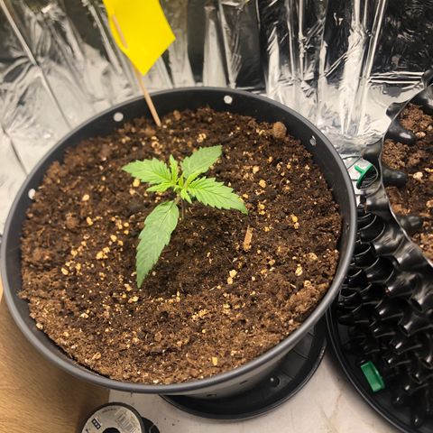 Molly  growlog timeline photo