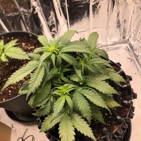 Däumeline growlog timeline photo