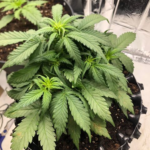 Däumeline growlog timeline photo