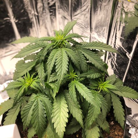 Däumeline growlog timeline photo