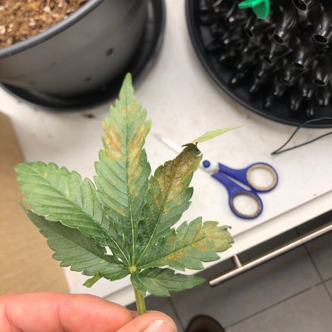 Däumeline growlog timeline photo