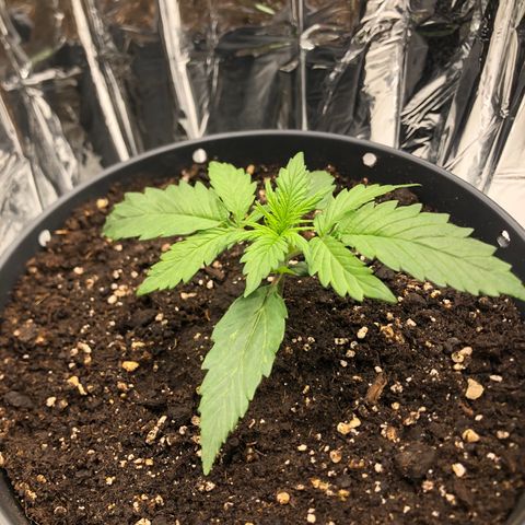 Molly  growlog timeline photo
