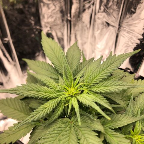 Däumeline growlog timeline photo