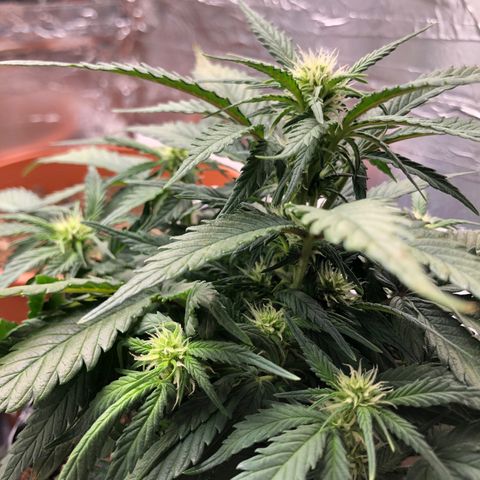 Däumeline growlog timeline photo
