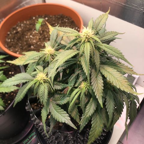 Däumeline growlog timeline photo