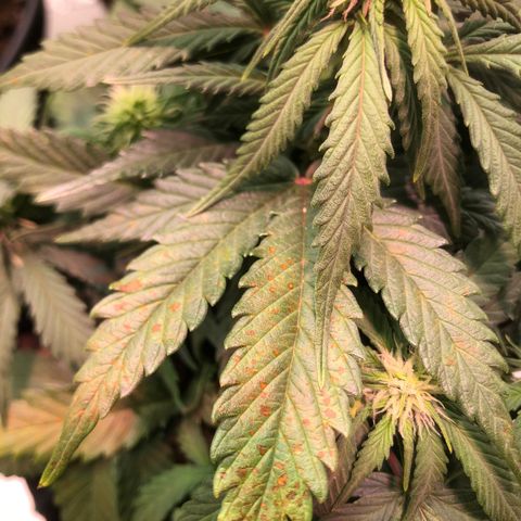 Däumeline growlog timeline photo