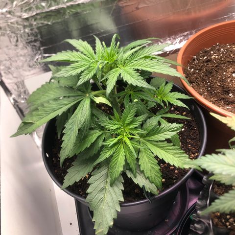 Molly  growlog timeline photo