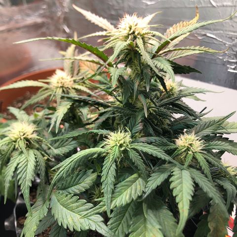 Däumeline growlog timeline photo