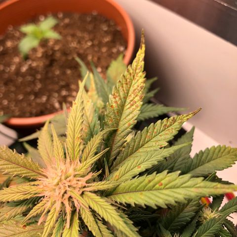 Däumeline growlog timeline photo