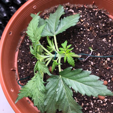 Babette  growlog timeline photo
