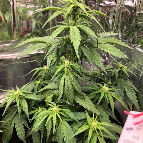 Molly  growlog timeline photo