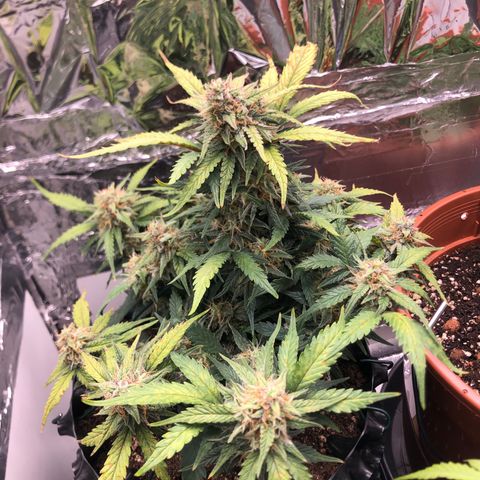 Däumeline growlog timeline photo