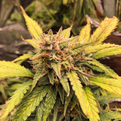 Däumeline growlog timeline photo