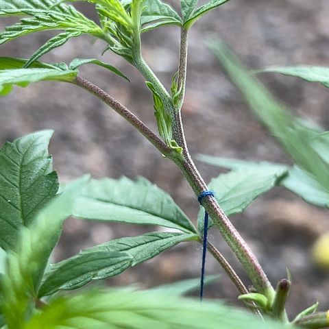 Regulator OG growlog timeline photo