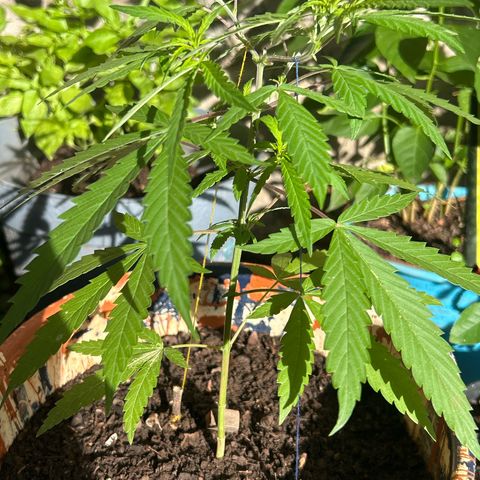Regulator OG growlog photo: Día 1 después del transplante 