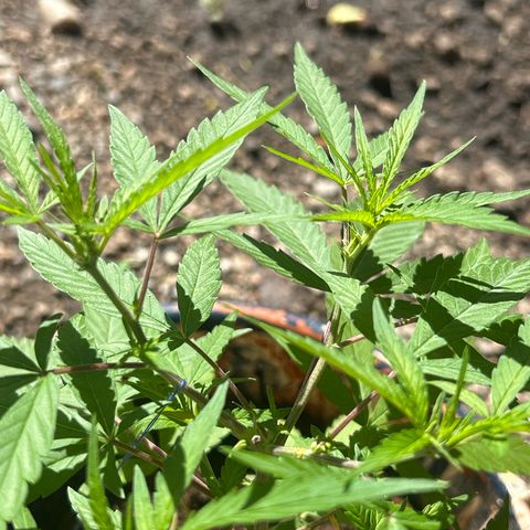 Regulator OG growlog timeline photo