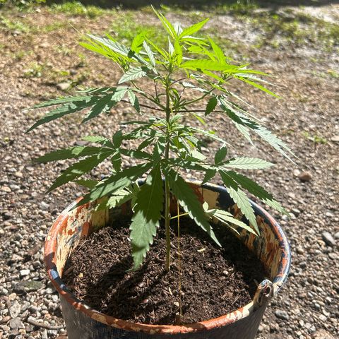 Regulator OG growlog timeline photo
