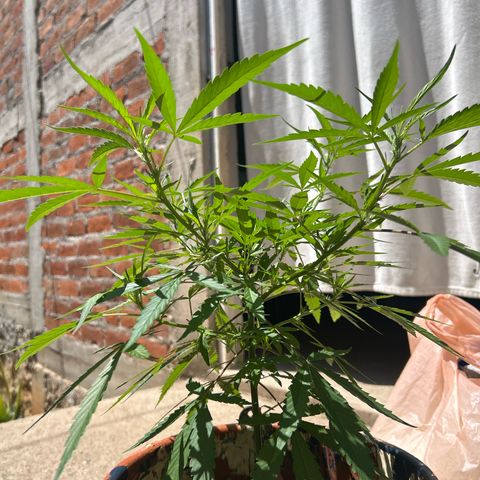 Regulator OG growlog timeline photo