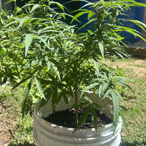 Regulator OG growlog timeline photo