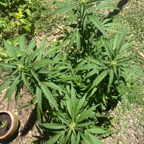 Regulator OG growlog timeline photo