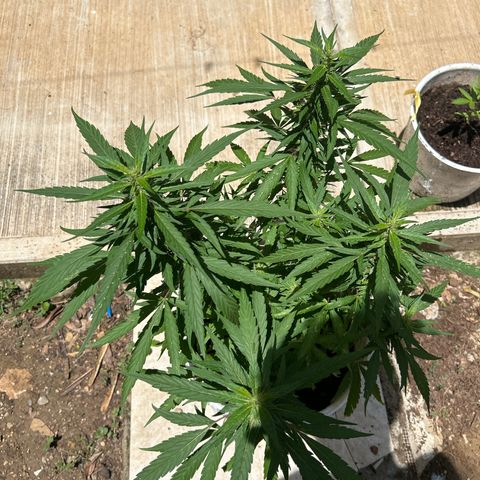 Regulator OG growlog timeline photo