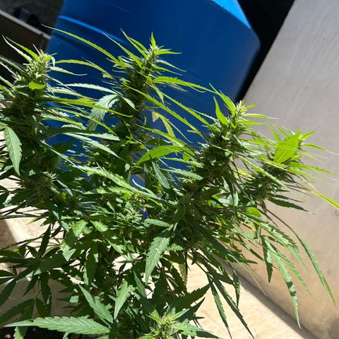 Regulator OG growlog timeline photo