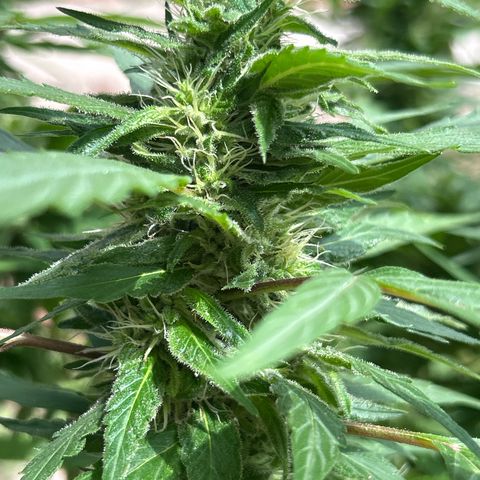 Regulator OG growlog timeline photo