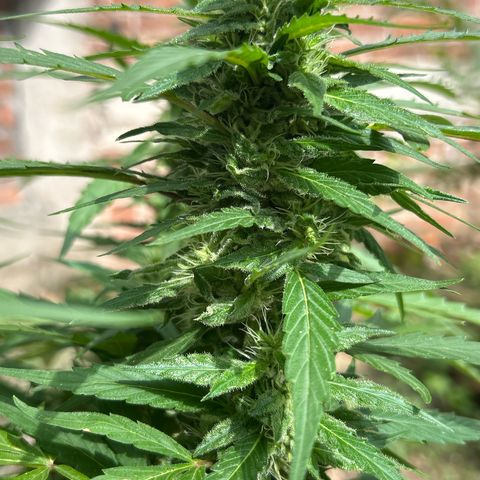Regulator OG growlog timeline photo