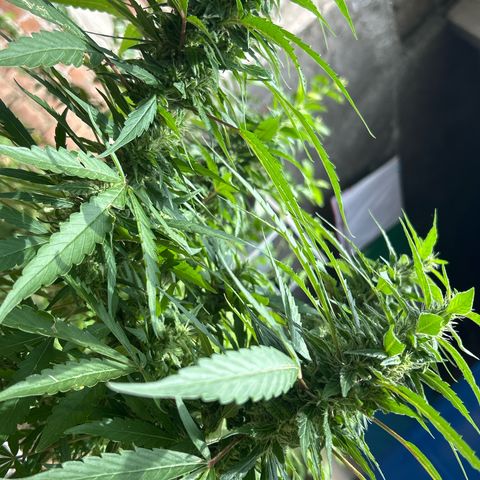 Regulator OG growlog timeline photo