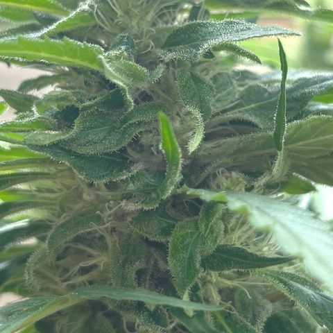 Regulator OG growlog timeline photo
