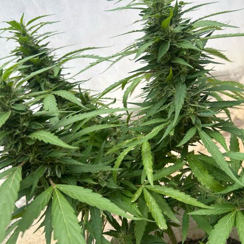 Regulator OG growlog timeline photo
