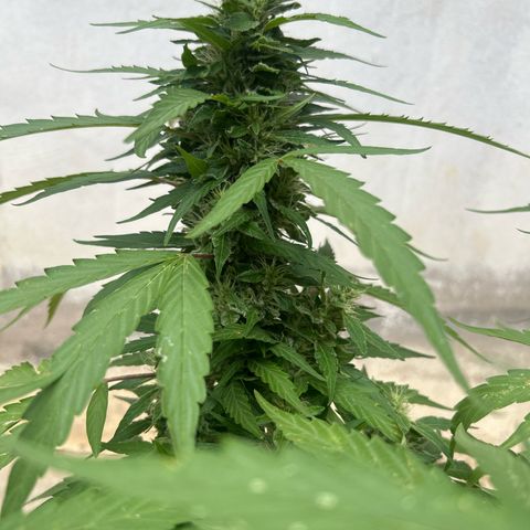 Regulator OG growlog timeline photo