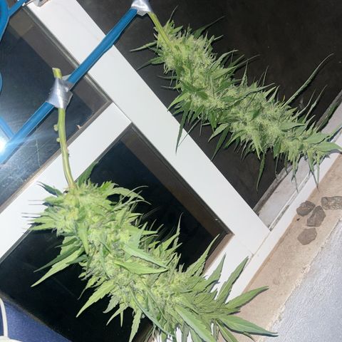 Regulator OG growlog photo: It was a long harvest night, wait 10 weeks with 4 days for week 11 but I had some problems and I cut now tonight since and it will harvest this October 23