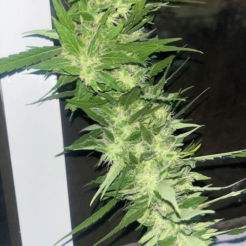 Regulator OG growlog photo: It was a long harvest night, wait 10 weeks with 4 days for week 11 but I had some problems and I cut now tonight since and it will harvest this October 23