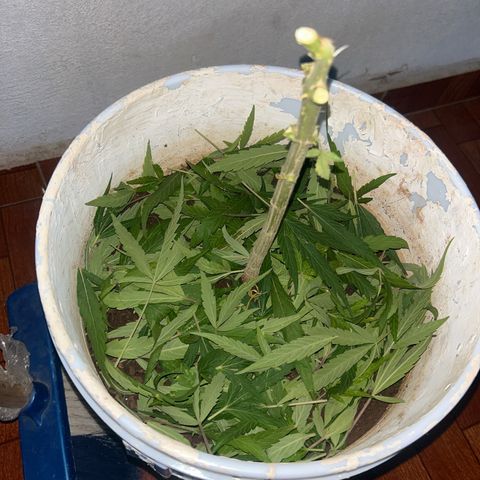 Regulator OG growlog photo: It was a long harvest night, wait 10 weeks with 4 days for week 11 but I had some problems and I cut now tonight since and it will harvest this October 23