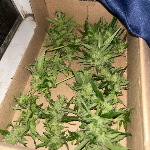 Regulator OG growlog photo: It was a long harvest night, wait 10 weeks with 4 days for week 11 but I had some problems and I cut now tonight since and it will harvest this October 23