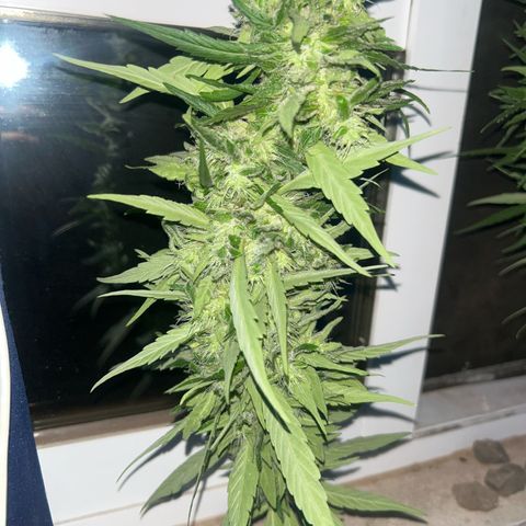 Regulator OG growlog photo: It was a long harvest night, wait 10 weeks with 4 days for week 11 but I had some problems and I cut now tonight since and it will harvest this October 23