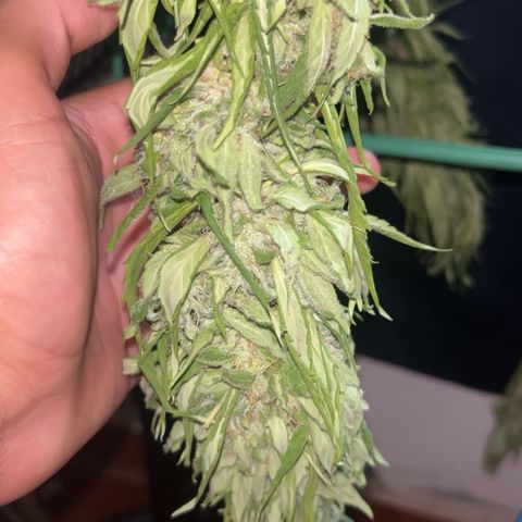 Regulator OG growlog timeline photo