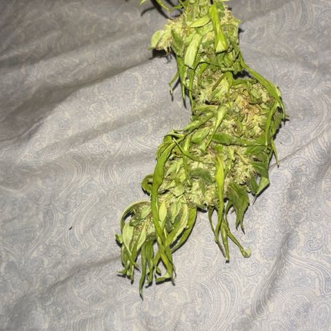 Regulator OG growlog timeline photo