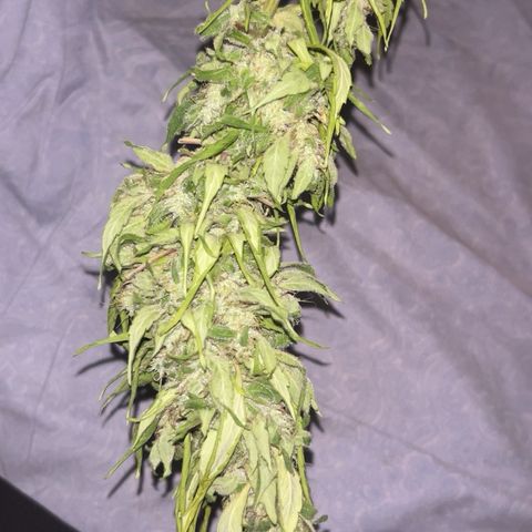 Regulator OG growlog timeline photo