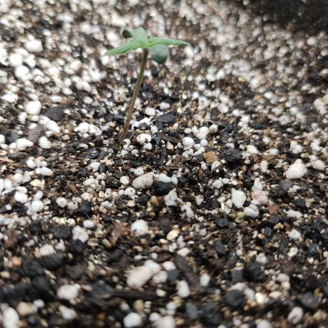 Amnésia Bubba growlog timeline photo