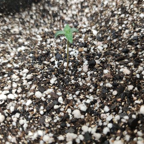 Amnésia Bubba growlog timeline photo