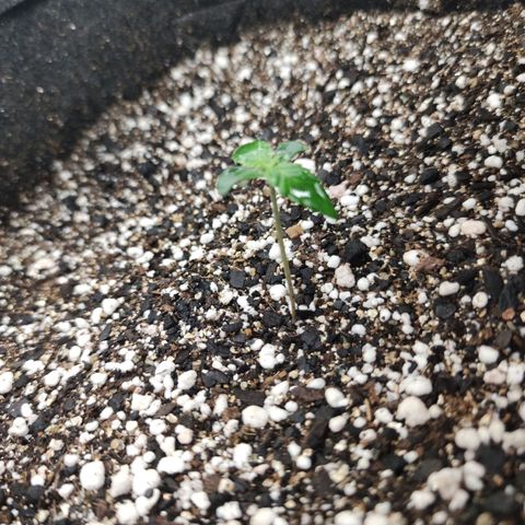 Amnésia Bubba growlog timeline photo