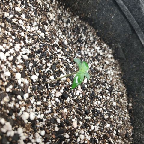 Amnésia Bubba growlog timeline photo
