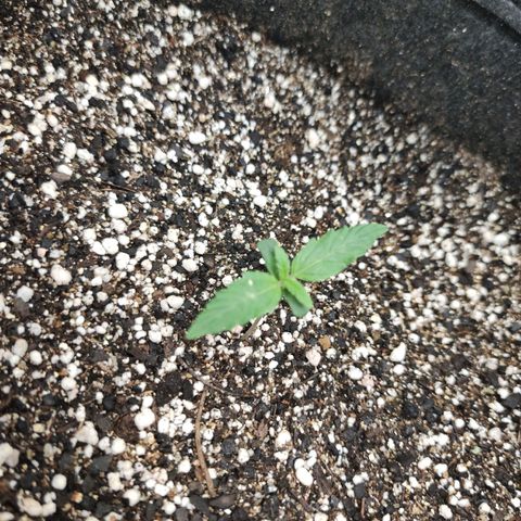Amnésia Bubba growlog timeline photo