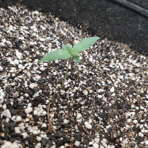 Amnésia Bubba growlog timeline photo