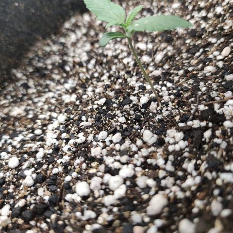 Amnésia Bubba growlog timeline photo