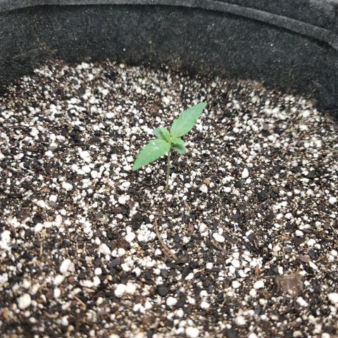 Amnésia Bubba growlog timeline photo
